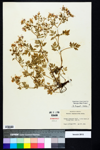 Phacelia bipinnatifida image