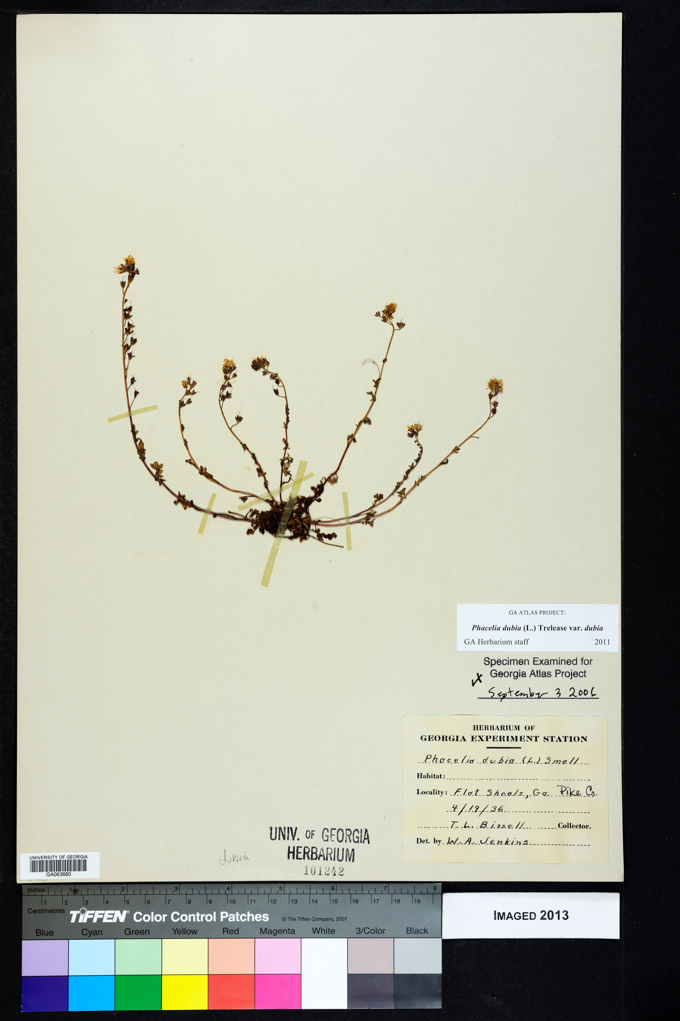 Phacelia dubia image