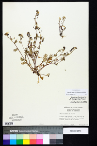 Phacelia dubia image