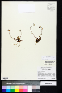 Phacelia dubia image