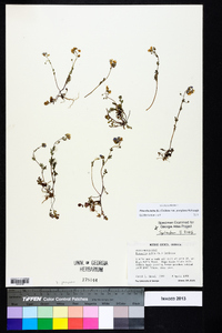 Phacelia dubia image