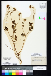 Phacelia maculata image