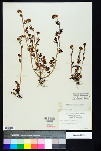 Phacelia maculata image