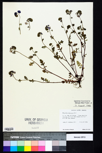 Phacelia maculata image