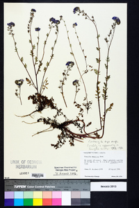 Phacelia maculata image