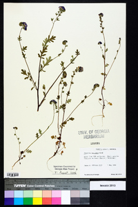 Phacelia maculata image