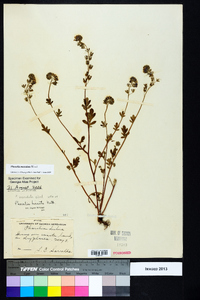 Phacelia maculata image