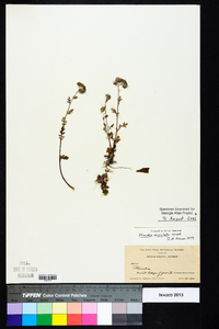 Phacelia maculata image