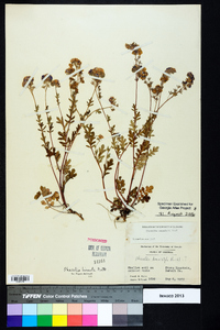 Phacelia maculata image