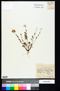 Phacelia maculata image