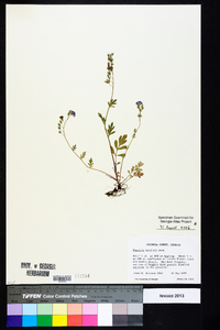 Phacelia maculata image