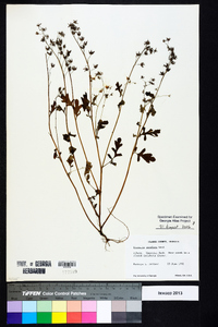 Phacelia maculata image