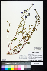 Phacelia maculata image