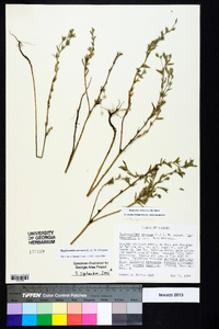 Buglossoides arvensis image