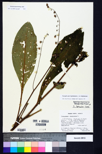 Cynoglossum virginianum image