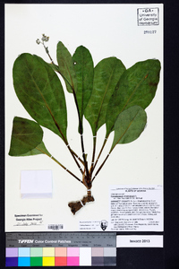 Cynoglossum virginianum var. virginianum image