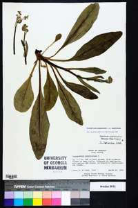 Cynoglossum virginianum var. virginianum image