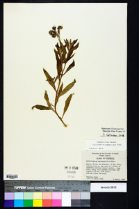 Heliotropium amplexicaule image