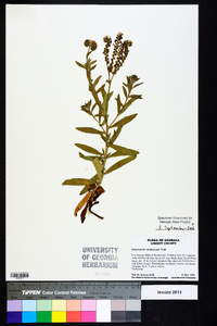 Heliotropium amplexicaule image