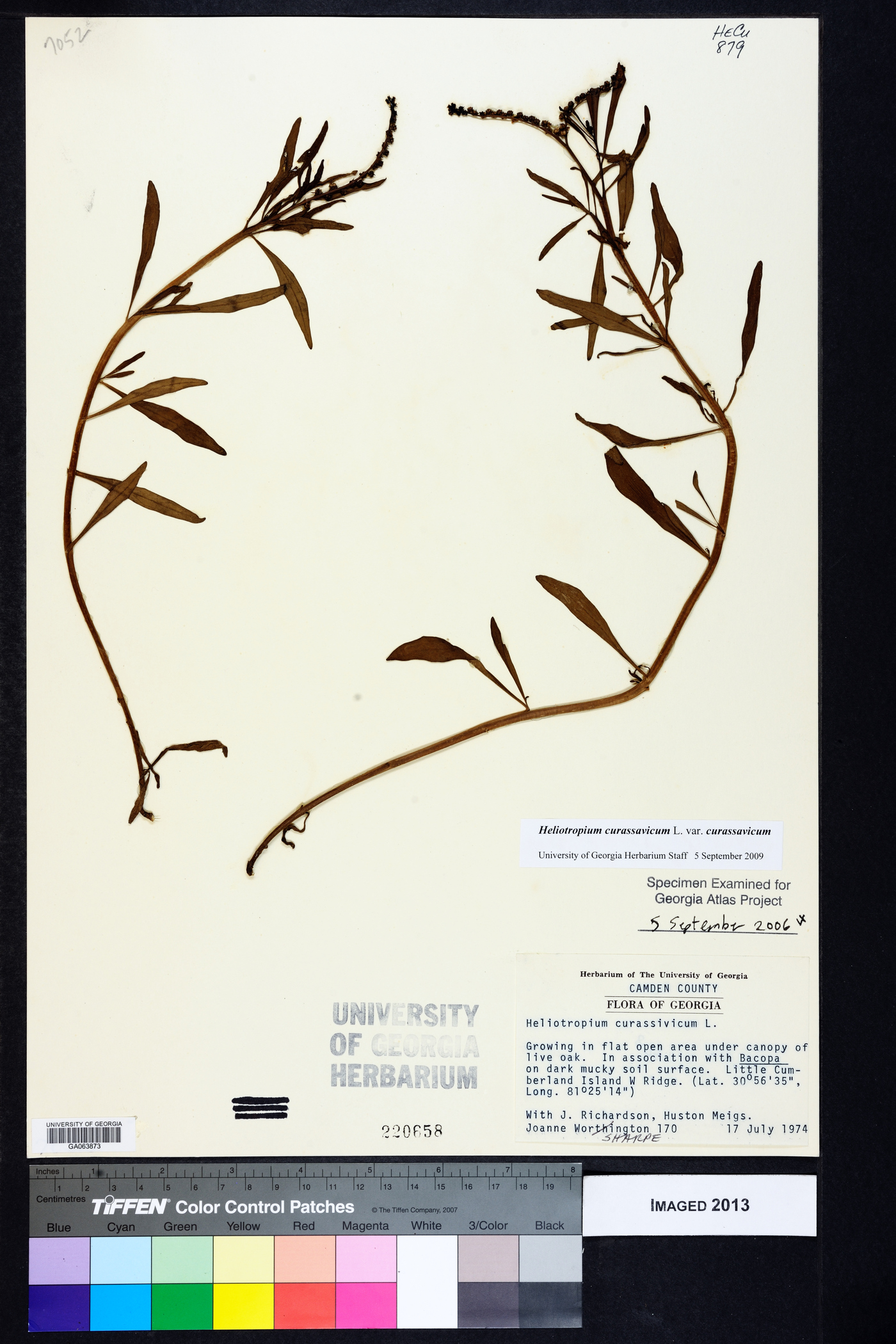Heliotropium curassavicum var. curassavicum image