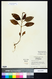 Heliotropium indicum image