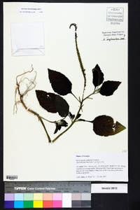 Heliotropium indicum image