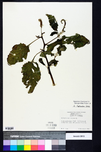 Heliotropium indicum image