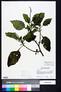 Heliotropium indicum image