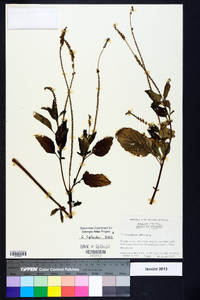 Heliotropium indicum image