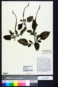 Heliotropium indicum image