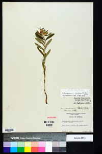 Lithospermum canescens image