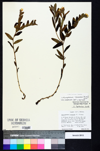 Lithospermum canescens image