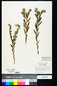 Lithospermum canescens image