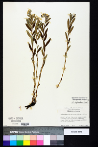 Lithospermum canescens image