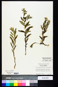 Lithospermum canescens image