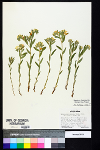 Lithospermum canescens image