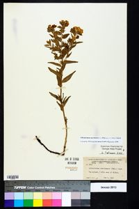 Lithospermum caroliniense image