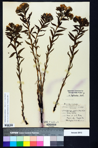 Lithospermum caroliniense image