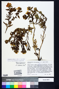 Lithospermum caroliniense image