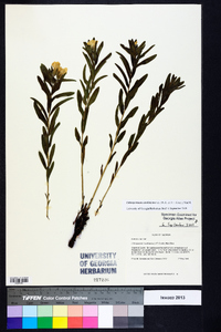 Lithospermum caroliniense image