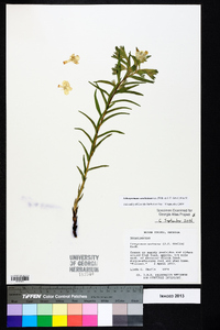 Lithospermum caroliniense image