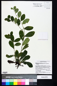 Lithospermum tuberosum image