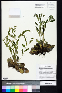 Lithospermum tuberosum image