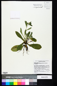 Lithospermum tuberosum image