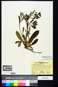 Lithospermum tuberosum image