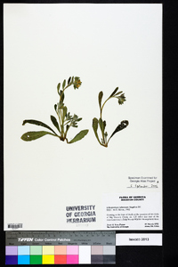 Lithospermum tuberosum image