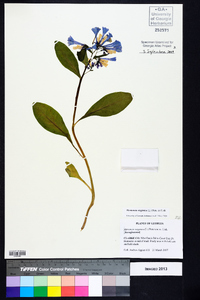 Mertensia virginica image