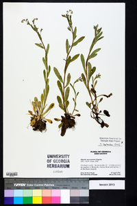 Myosotis macrosperma image