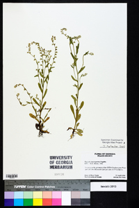 Myosotis macrosperma image