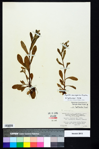 Myosotis macrosperma image